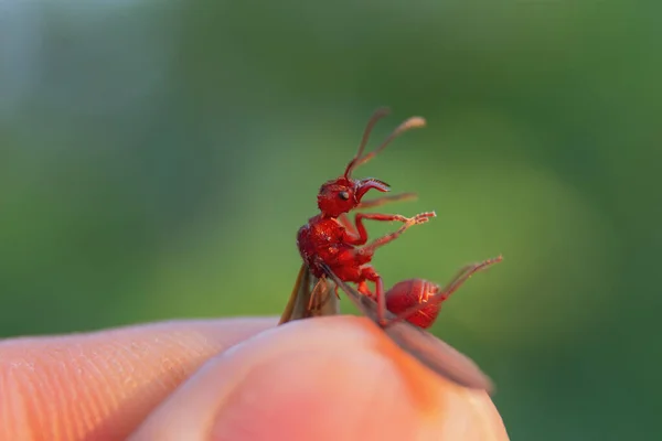 Μια Μακρο Λήψη Ενός Μυρμηγκιού Φωτιάς Θολή Υπόσταση — Φωτογραφία Αρχείου