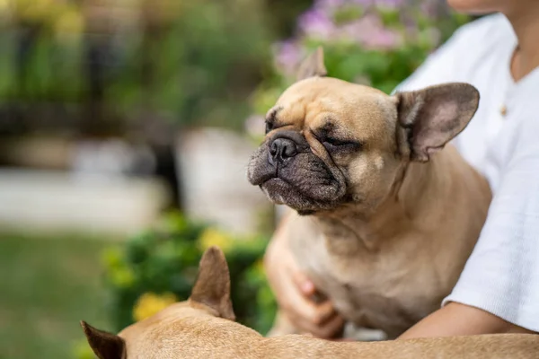 一个人在模糊的背景下拥抱法国斗牛犬的特写镜头 — 图库照片