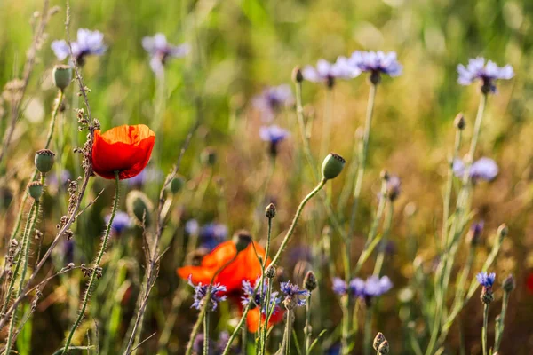 ポピーや野の花が咲き乱れる美しい田園風景 — ストック写真