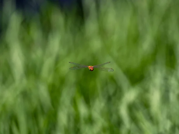 Eine Flache Aufnahme Einer Wandernden Gleitschirmlibelle Der Luft Mit Grünem — Stockfoto