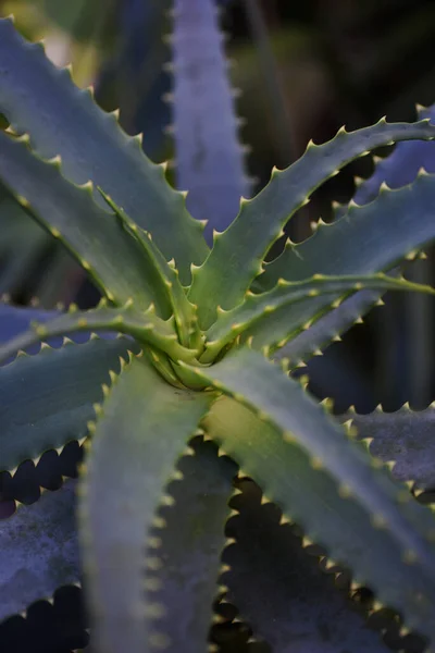 Ein Vertikaler Schuss Grüner Aloe Vera Pflanze — Stockfoto