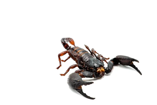 Detailní Záběr Plastového Škorpióna Izolovaného Bílém Pozadí — Stock fotografie
