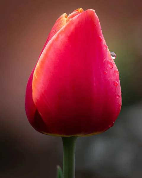 Gros Plan Une Fleur Tulipe Rouge Avec Des Gouttelettes Eau — Photo