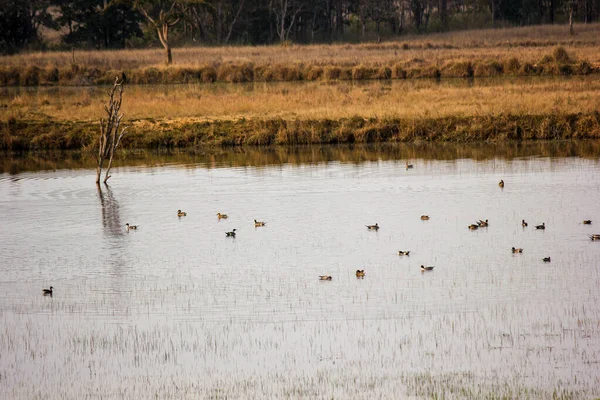 Ein Schöner Sommertag Kanha Nationalpark Indien Mit Kleinen Enten Die — Stockfoto