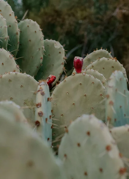 Een Verticaal Shot Van Een Prachtige Parry Agave Bladeren Bloesem — Stockfoto