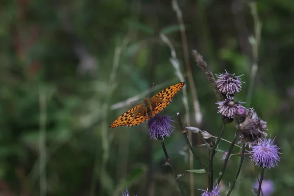 Gros Plan Beau Papillon Fritillaire Argenté Assis Sur Une Petite — Photo