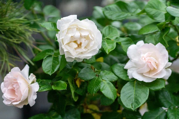 Closeup Blossomed White Roses Garden — Stock Photo, Image