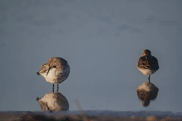 Gros Plan Deux Petits Oiseaux Bruns Debout Sur Lac Avec — Photo