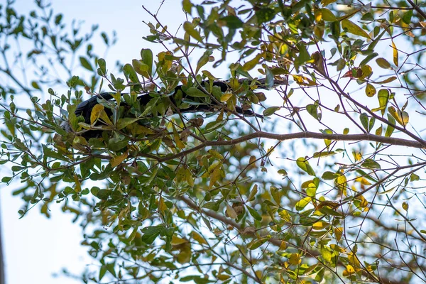 Tiro Ángulo Bajo Pájaro Salvaje Posado Ramas Árbol —  Fotos de Stock