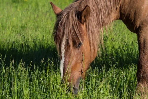 Plan Rapproché Cheval Brun Broutant Dans Champ — Photo