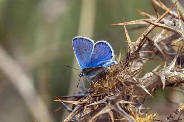 Gros Plan Papillon Bleu Sur Une Branche Épines — Photo