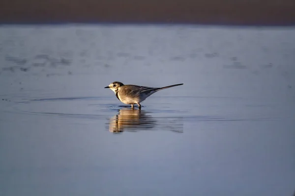 Pequeno Pássaro Marrom Que Prepara Para Voar Partir Lago Azul — Fotografia de Stock