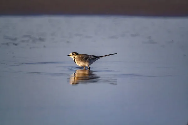 Ein Kleiner Brauner Vogel Bereitet Sich Darauf Vor Einem Warmen — Stockfoto