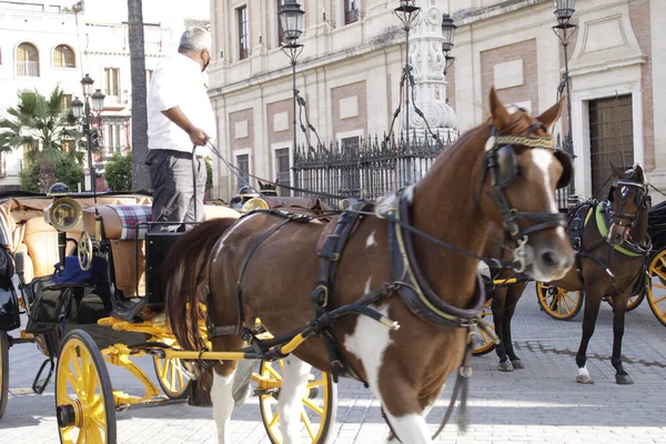 Een Close Van Een Paard Trekken Een Toeristisch Rijtuig — Stockfoto