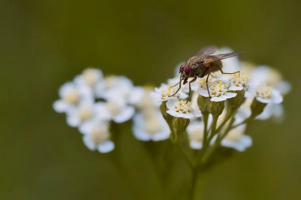 Een Micro Shot Van Een Vlieg Een Witte Bloem — Stockfoto