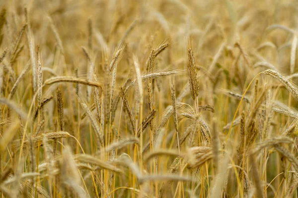 Een Selectieve Focus Van Het Kweken Van Gouden Tarweplanten Het — Stockfoto