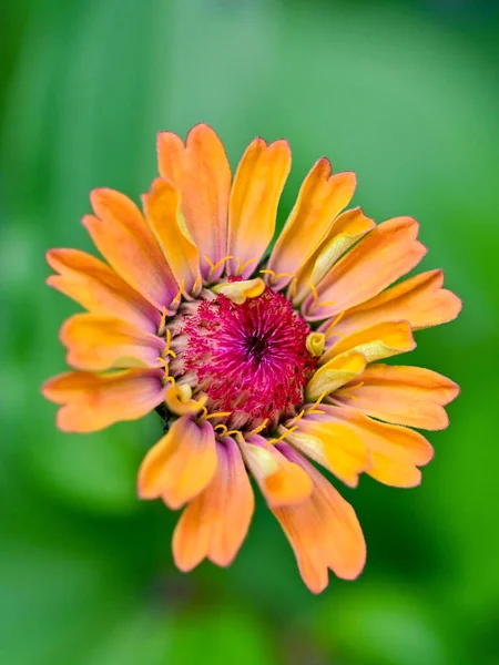 Makro Snímek Pomerančové Plnokvěté Zinnia Angustifolia — Stock fotografie