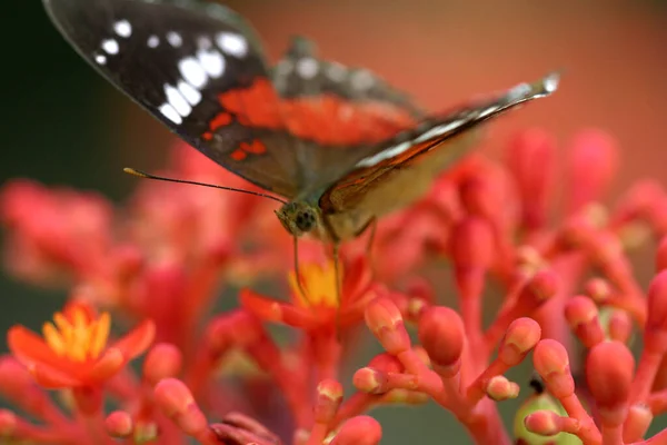 Ένα Κοντινό Πλάνο Μιας Όμορφης Πεταλούδας Ένα Λουλούδι — Φωτογραφία Αρχείου