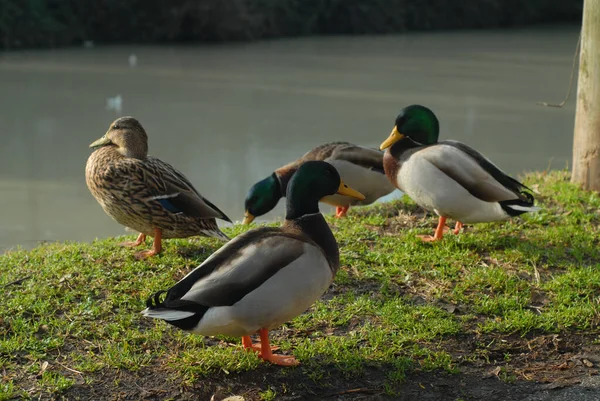 Μια Ομάδα Παπιών Mallard Που Αναπαύονται Στο Πράσινο Γρασίδι Στην — Φωτογραφία Αρχείου