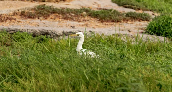Zbliżenie Ujęcia Białej Czapli Chodzącej Polu Trawy — Zdjęcie stockowe