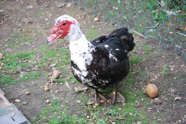 Closeup Muscovy Duck Field Daylight Blurry Background — Stock Photo, Image