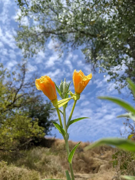 Sebuah Kedalaman Dangkal Gambar Lapangan Dari Dua Bunga Kuning Yang — Stok Foto