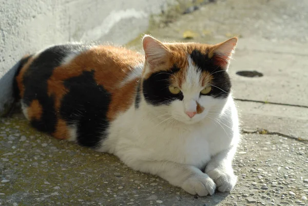카메라를 응시하고 귀여운 삼색기 고양이의 — 스톡 사진