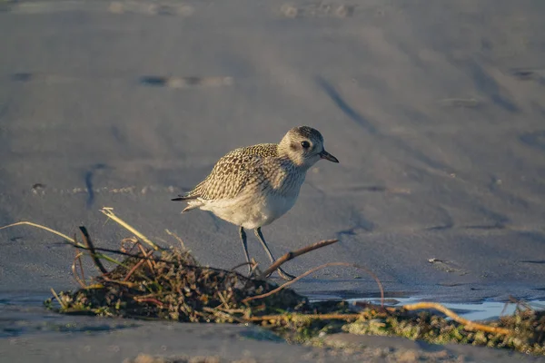 Крупный План Маленькой Коричневой Птицы Стоящей Песке Пляже Маленькими Ветками — стоковое фото