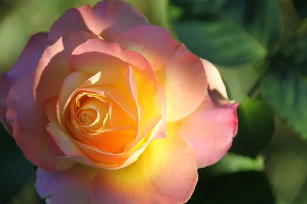 Zbliżenie Ujęcie Pięknej Ogrodowej Róży — Zdjęcie stockowe