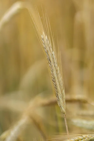 Selektivní Zaměření Rostoucí Zlaté Pšenice Poli — Stock fotografie