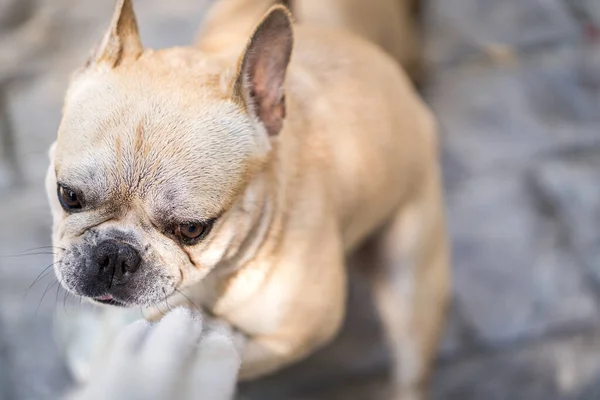 Närbild Fransk Bulldogg Som Spelar Handduk — Stockfoto