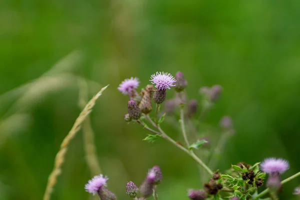 Enfoque Selectivo Una Pluma Púrpura Florecida Cardos Campo — Foto de Stock