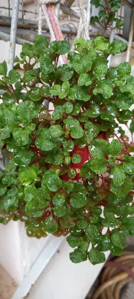 이지아 식물의 물방울로 — 스톡 사진
