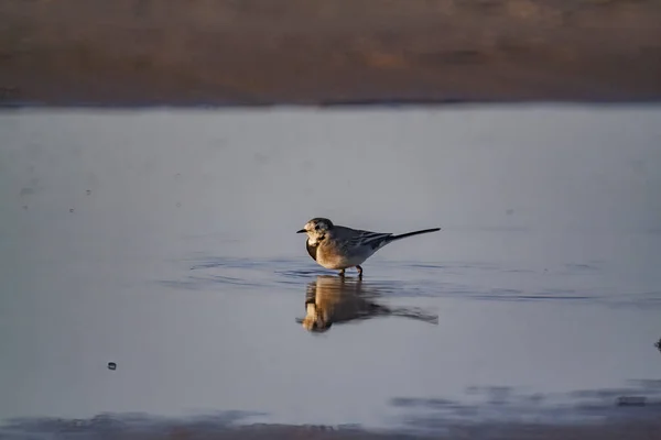 Pássaro Pequeno Bonito Que Está Lago Com Seu Reflexo Brilhando — Fotografia de Stock