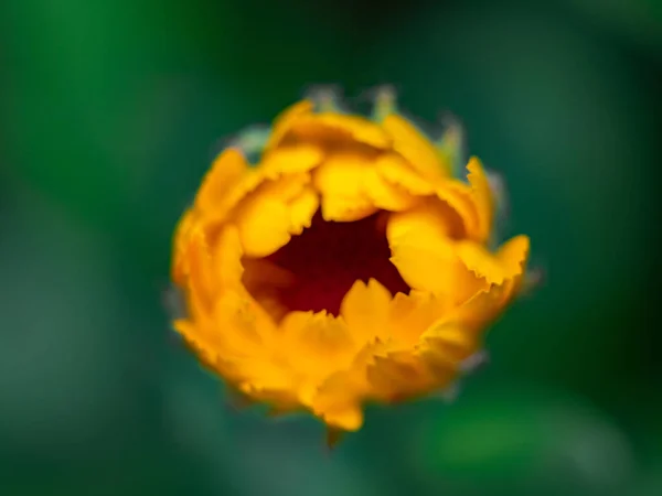 Una Macro Toma Diente León Amarillo Desde Arriba Con Fondo — Foto de Stock