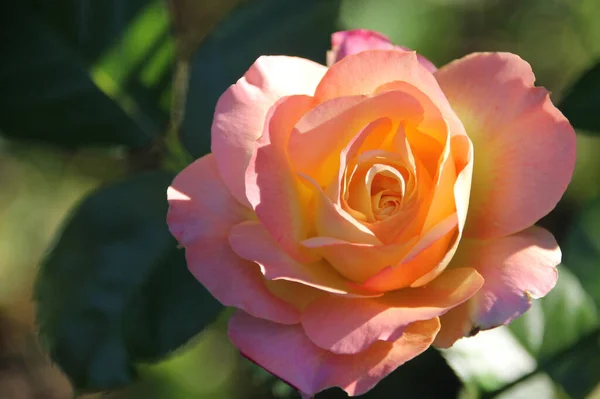 Zbliżenie Ujęcie Pięknej Ogrodowej Róży — Zdjęcie stockowe