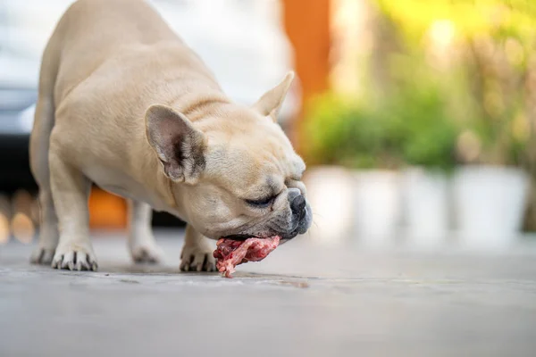 Bulldog Francés Comiendo Carne Cruda Jardín — Foto de Stock