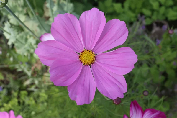 Güzel Bir Menekşe Kozmos Çiçeğinin Yakın Plan Görüntüsü Arkaplanı Bulanık — Stok fotoğraf