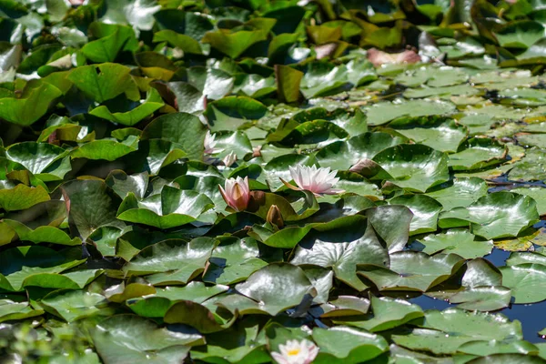 湖の睡蓮の花の美しい景色 — ストック写真