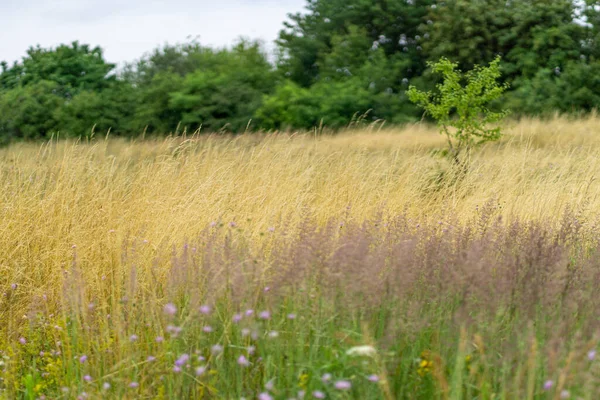 乡村田野里生长的金黄色小麦的美丽景色 — 图库照片