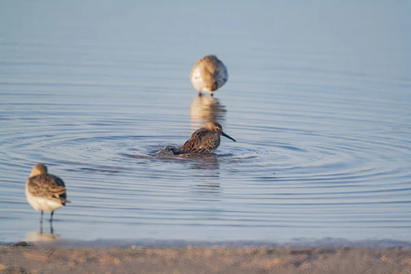 Eine Gruppe Kleiner Brauner Vögel Schwimmt Einem See Mit Kreisrunden — Stockfoto