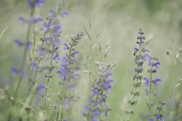 Piękne Ujęcie Klary Meadow Polu — Zdjęcie stockowe