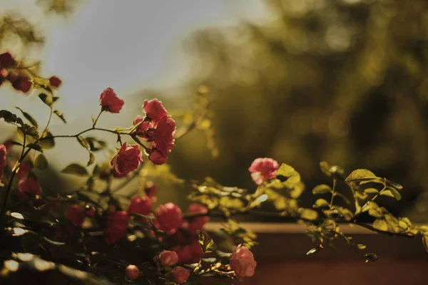 Uma Bela Foto Rosas Rosa Jardim Botânico — Fotografia de Stock
