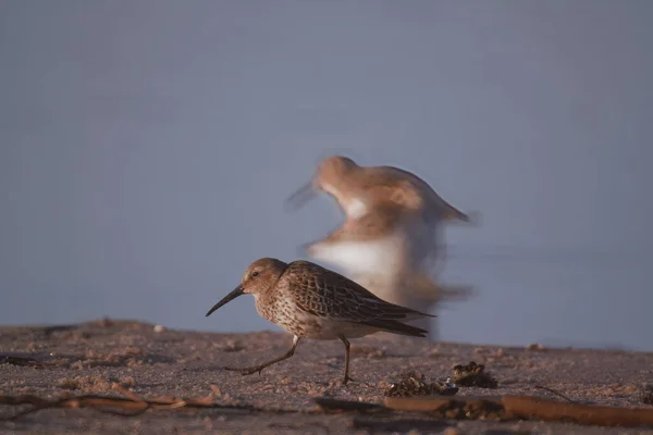Primer Plano Lindos Pájaros Pequeños Cerca Lago Día Verano Con —  Fotos de Stock