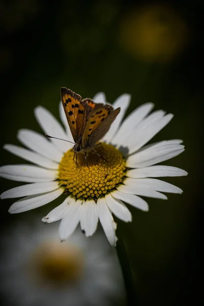 Tiro Vertical Uma Pequena Borboleta Sentada Uma Flor Camomila — Fotografia de Stock