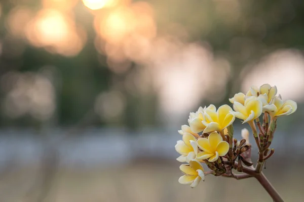 花园中美丽的花 白色和黄色的羽毛的柔软的焦点 — 图库照片