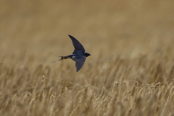 Nahaufnahme Einer Schwarzen Schwalbe Die Über Ein Weizenfeld Fliegt — Stockfoto