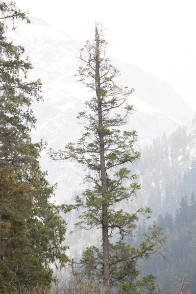 背の高い松の木の閉鎖風光明媚な渓谷で雪とトップの山の背景に — ストック写真