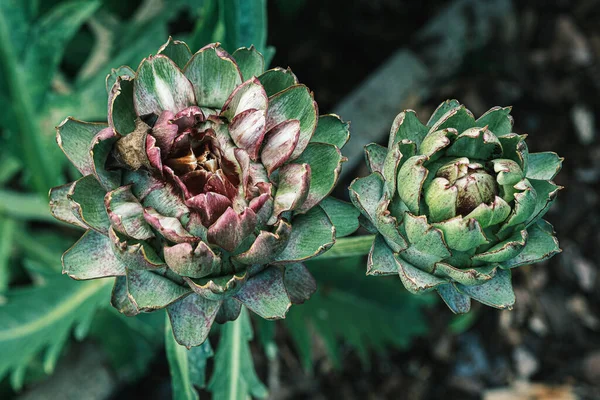 Hög Vinkel Skott Kronärtskocka Huvud Med Gröna Blad Bakgrunden Solljus — Stockfoto