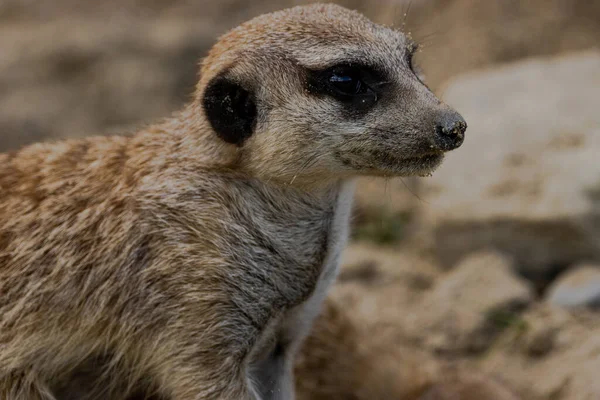 Mise Point Sélective Corps Une Tête Suricate — Photo